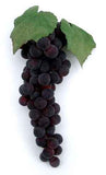 Grape Cluster, 11" Purple Concord