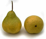 Green Demi Pear, 2.75