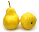 Pear, Golden Yellow, Box of 12