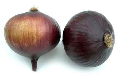 Onion, Artificial Purple, Box of 12