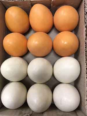 Chicken Egg, 2 Colors, 1 Dozen