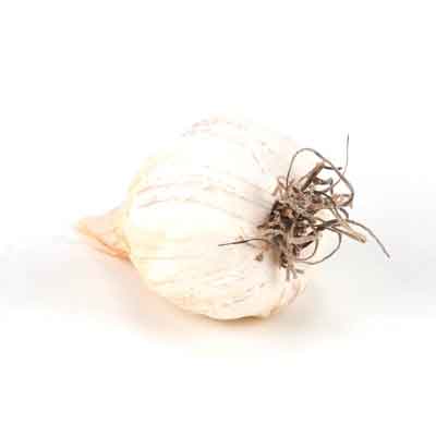 Garlic, Box of 36