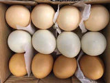 Artificial Chicken Egg, 3 Colors, 1 Dozen