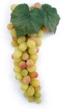 Grape Cluster, 11